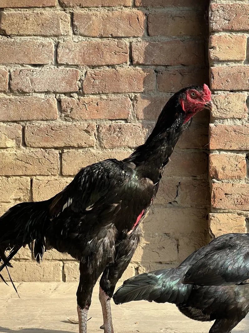 Hight quality ma pair ha sath9 eggs ha wsp nbr03055020413 — photo 6