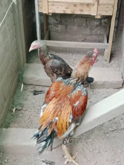 Aseel Pair