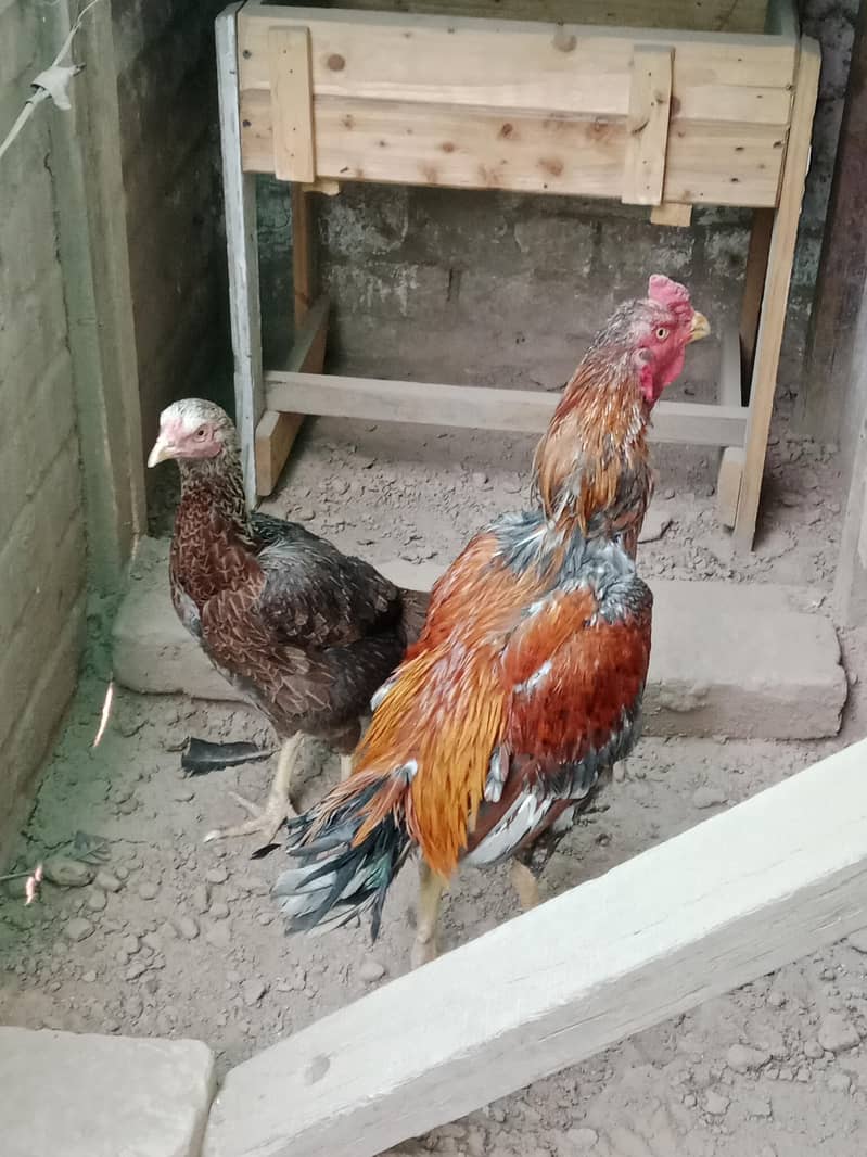 Aseel Pair 1
