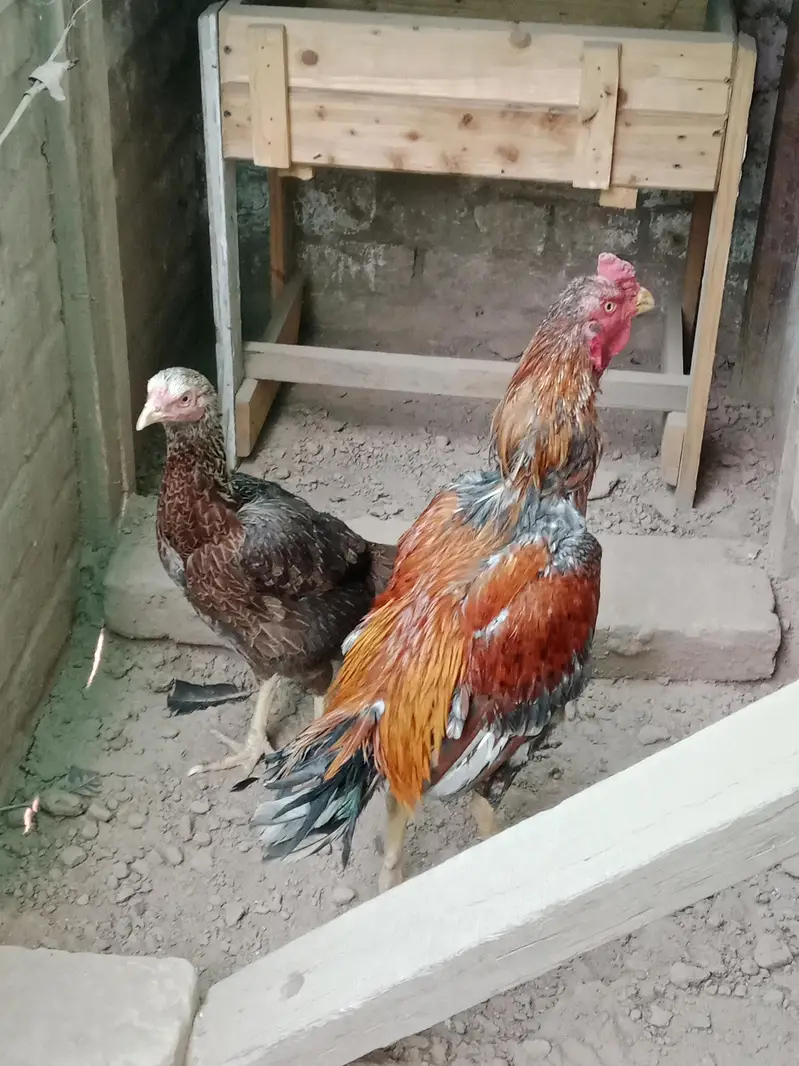 Aseel Pair — photo 2