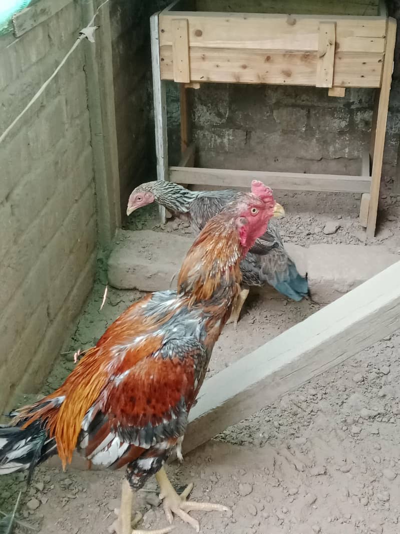 Aseel Pair 2