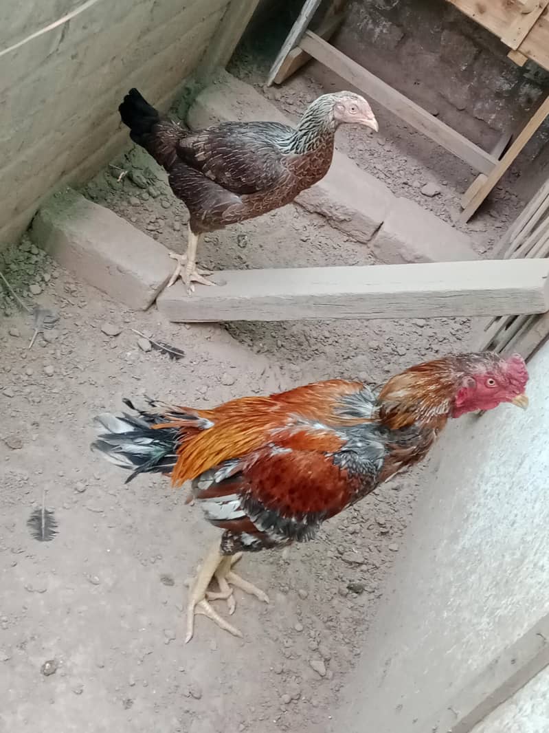 Aseel Pair 3