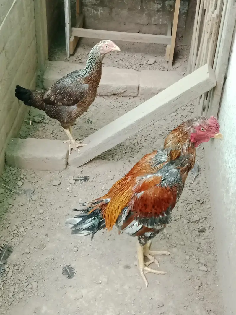 Aseel Pair — photo 6