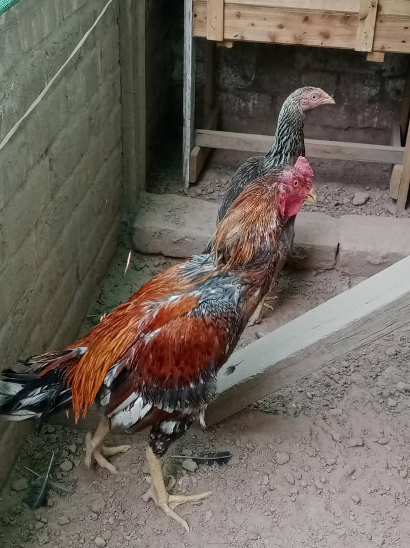 Aseel Pair 6