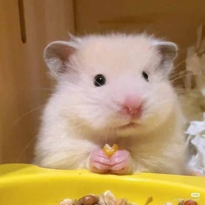 Hamsters Guinea pig rabbits iguanas reptiles