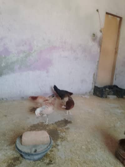 golden misri starter hen