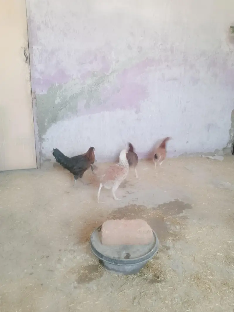 golden misri starter hen — photo 2