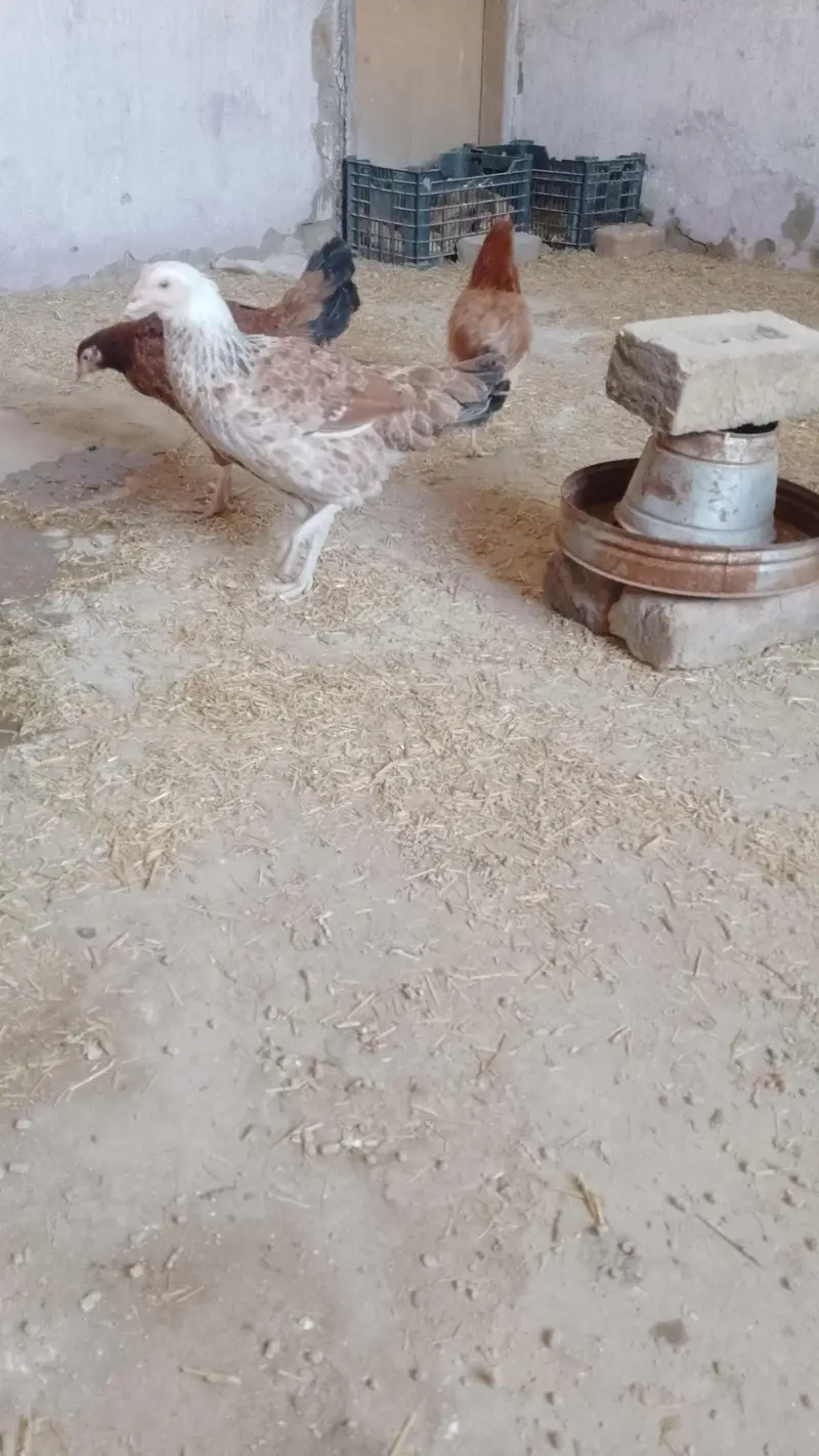 golden misri starter hen — photo 3