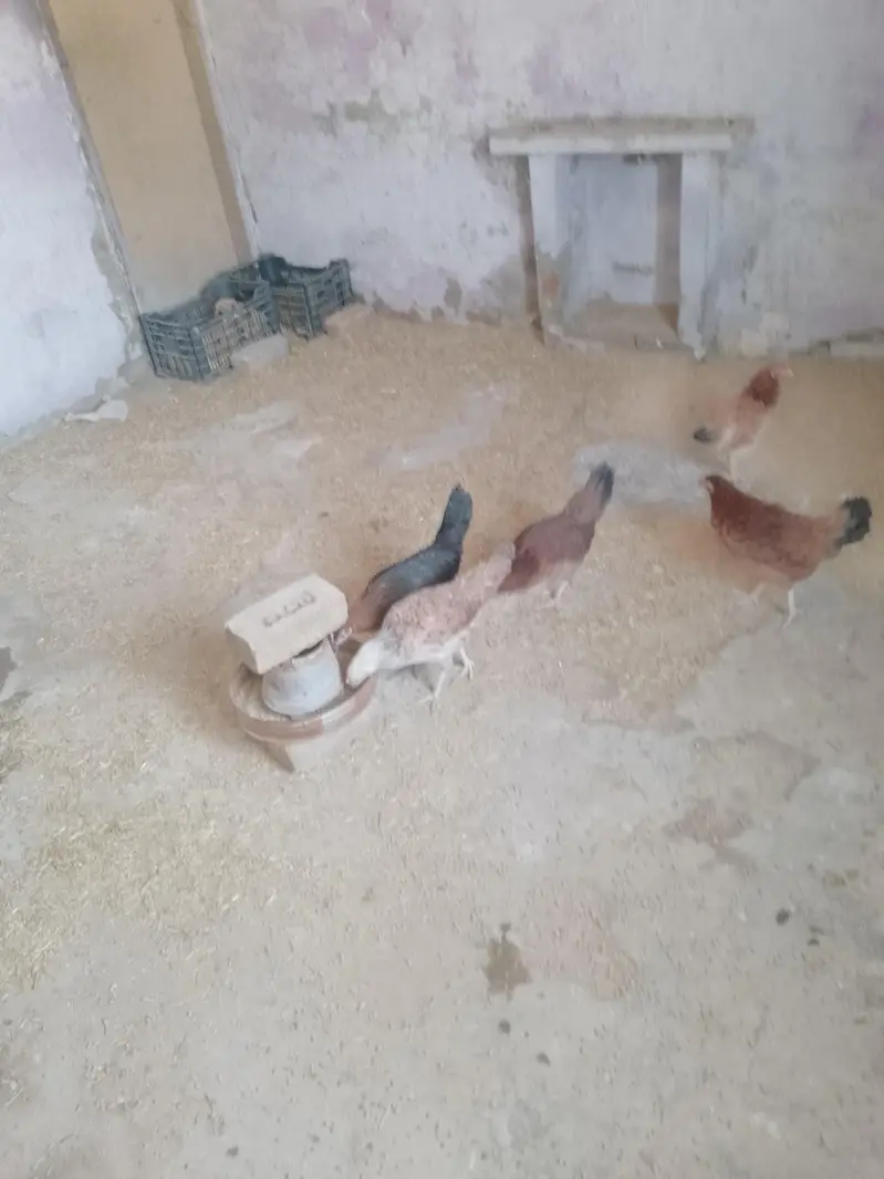 golden misri starter hen — photo 4