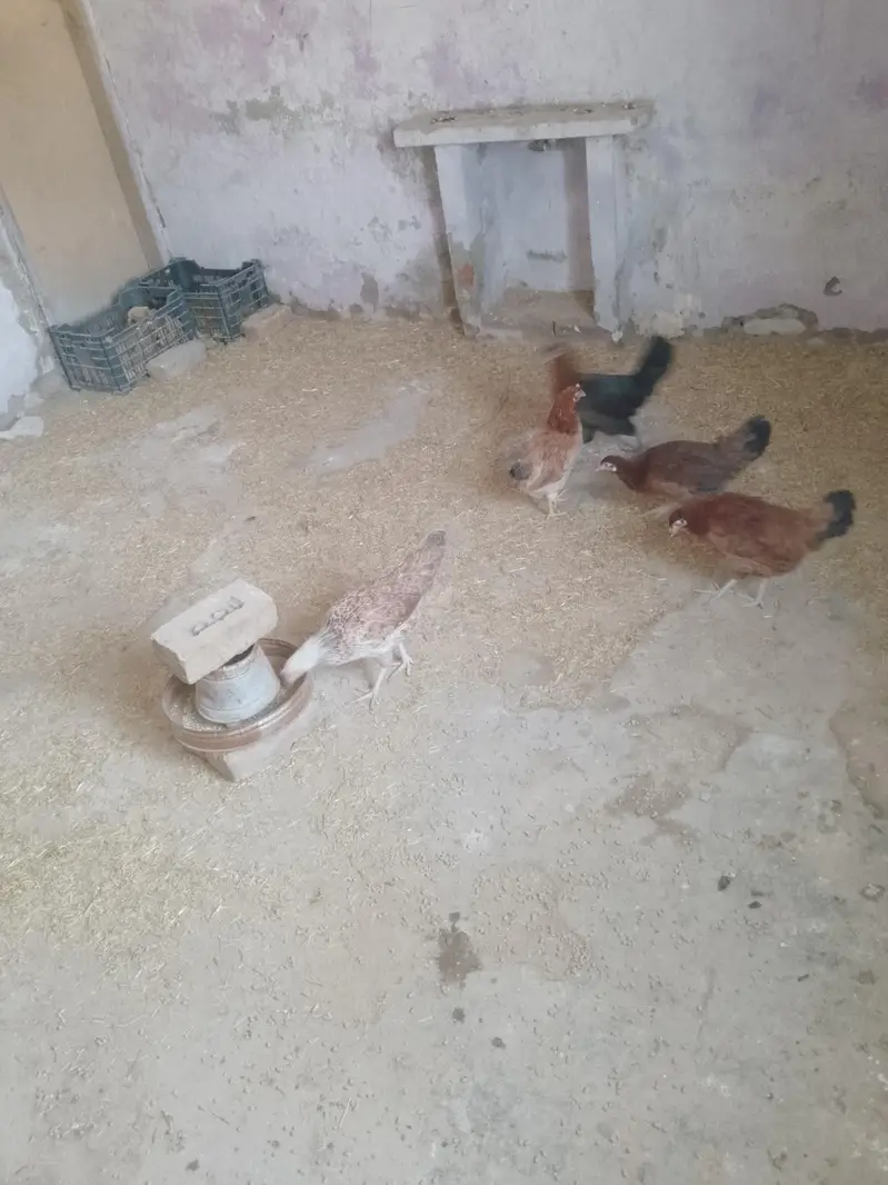 golden misri starter hen — photo 5