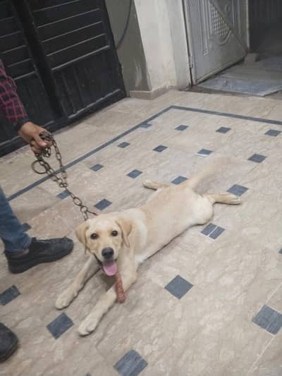 Labrador