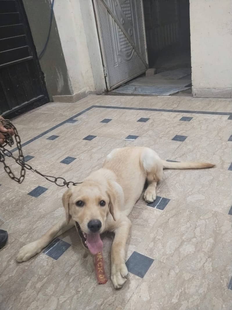 Labrador 1