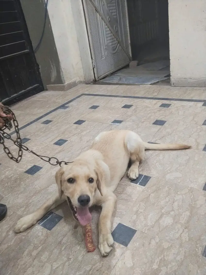 Labrador — photo 2