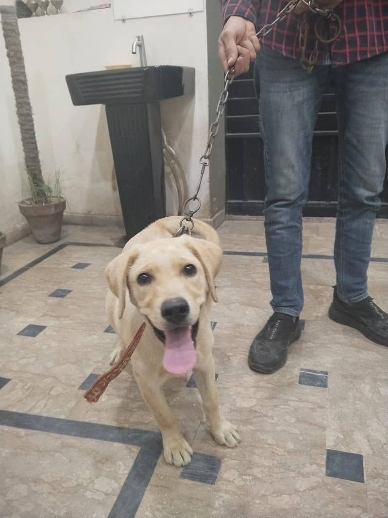 Labrador 2