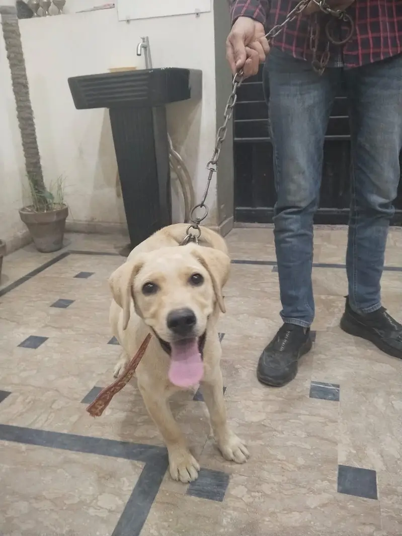 Labrador — photo 3