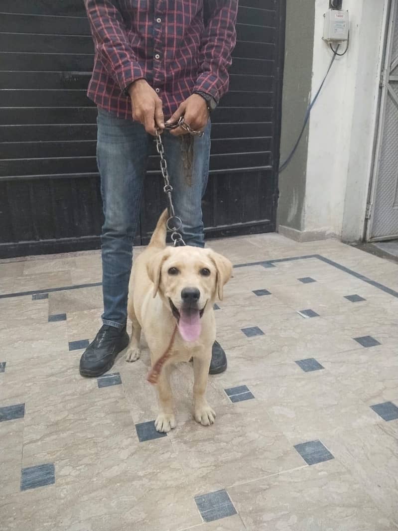 Labrador 3