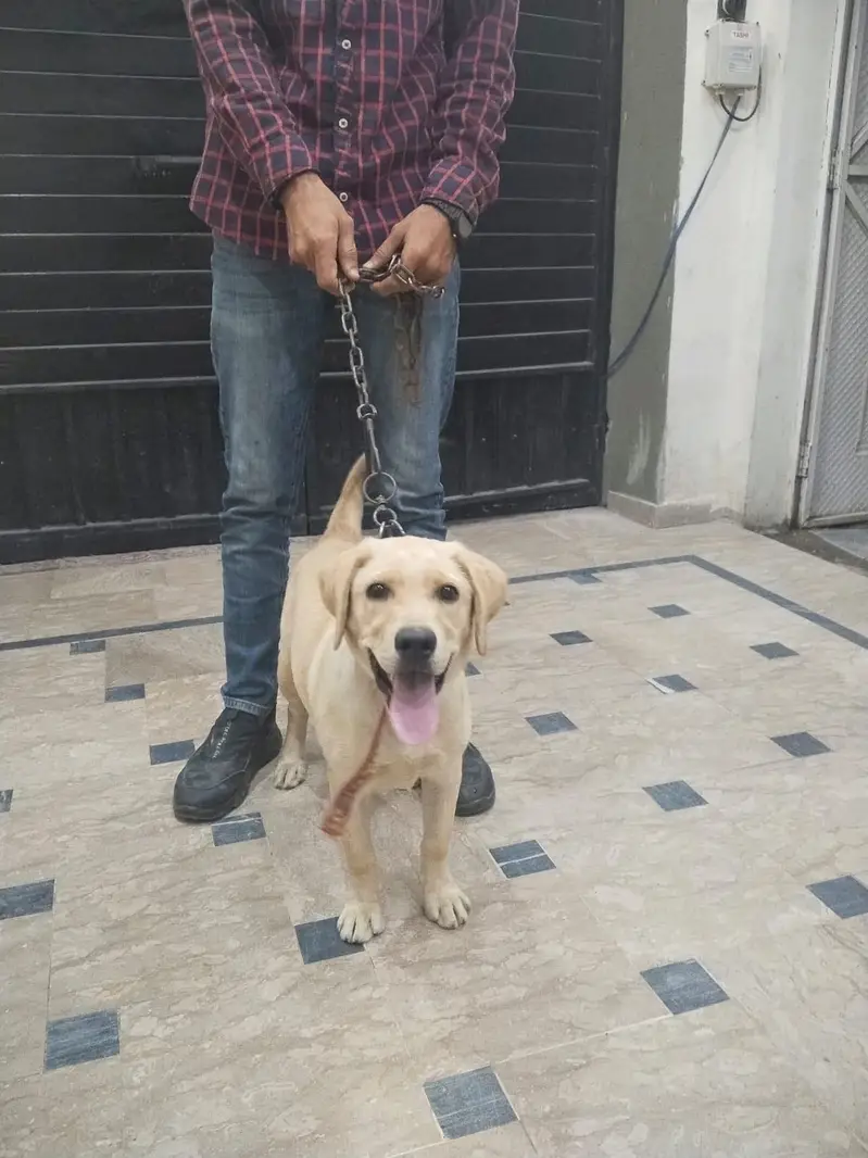 Labrador — photo 4