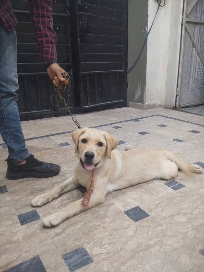 Labrador 4