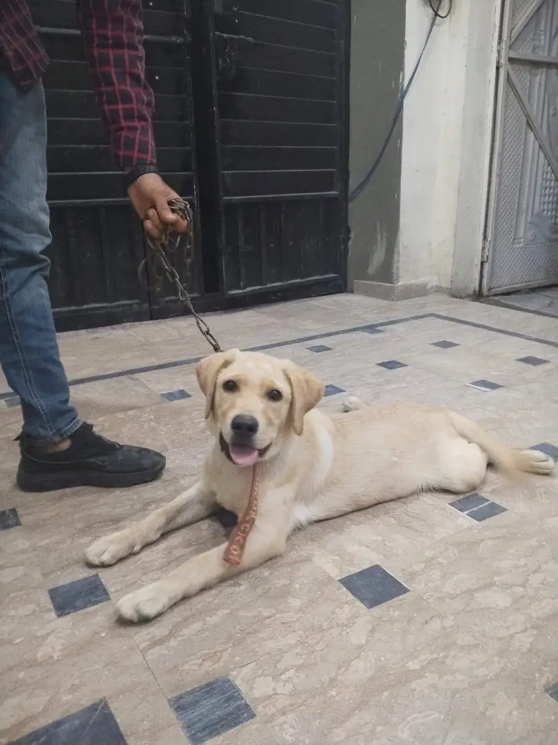 Labrador — photo 5