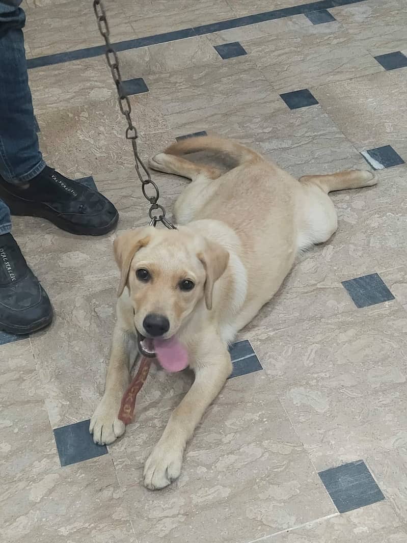 Labrador 5