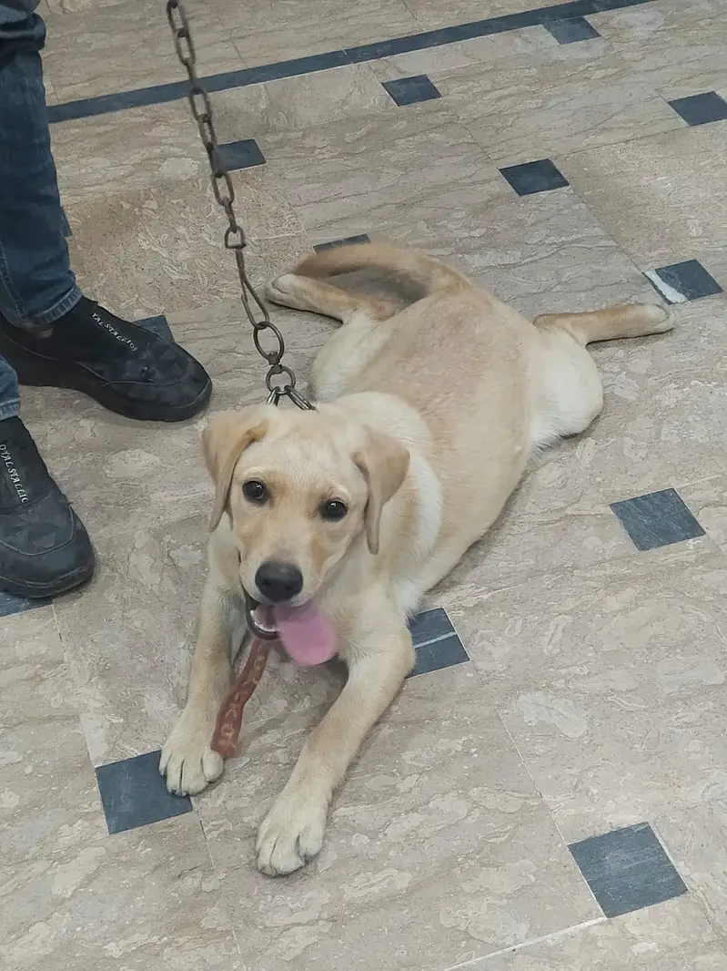 Labrador — photo 6