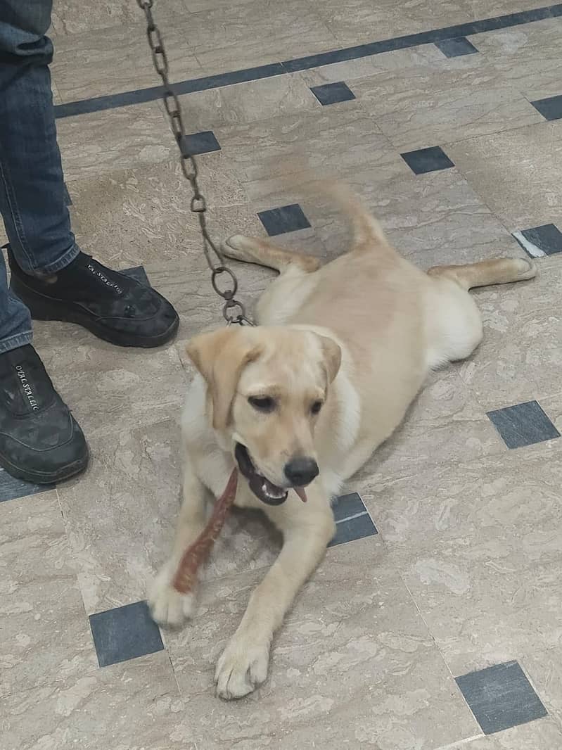 Labrador 6