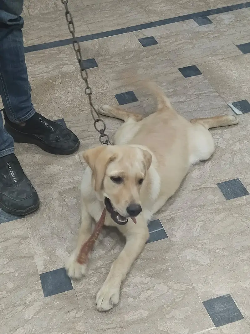 Labrador — photo 7