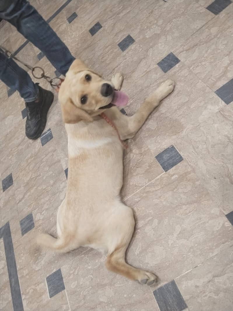 Labrador 7