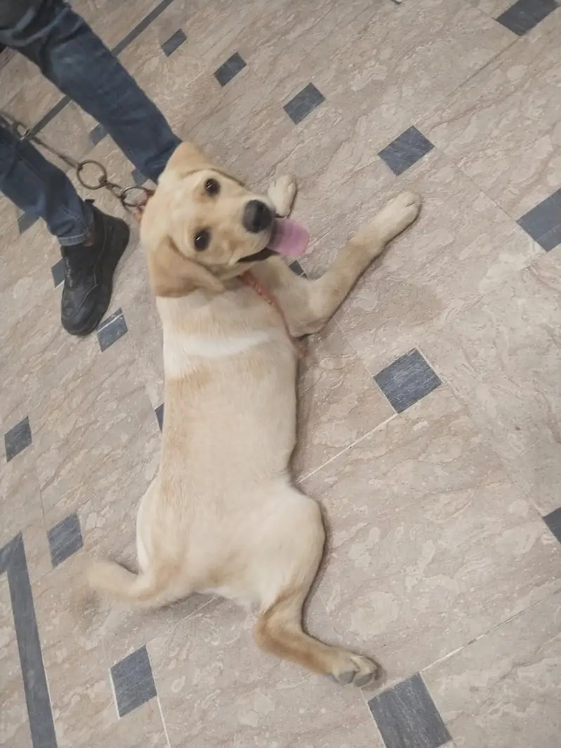 Labrador — photo 8