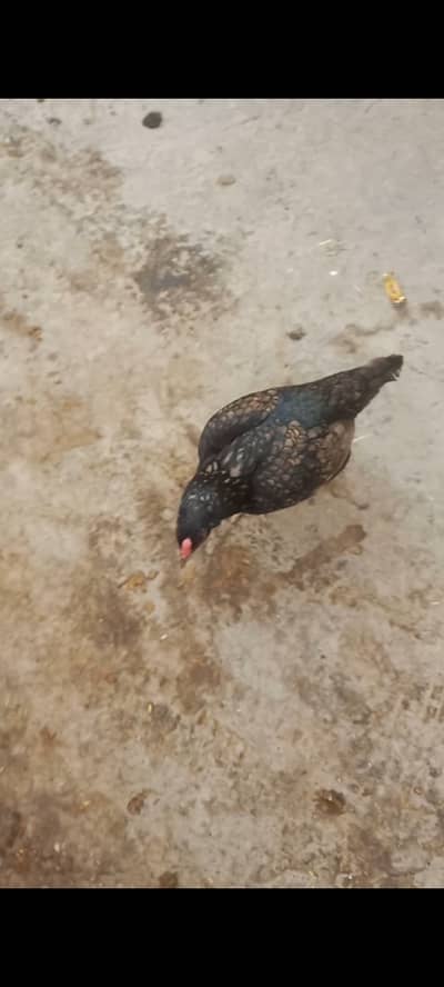Aseel amroha hen available for sell