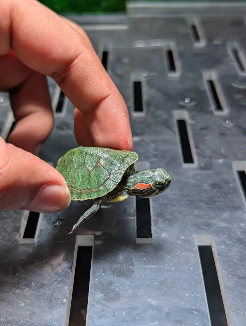 Red Eared Slider Turtle.