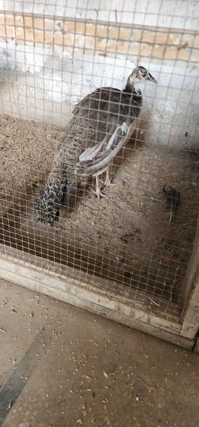 green emreled male with pied female