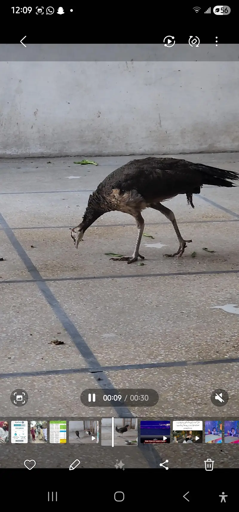 green emreled male with pied female — photo 2
