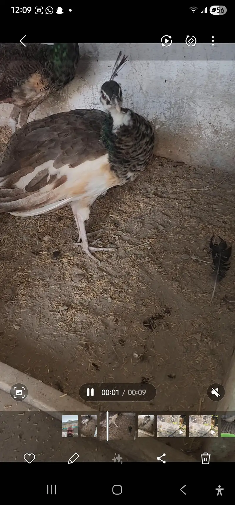 green emreled male with pied female — photo 3