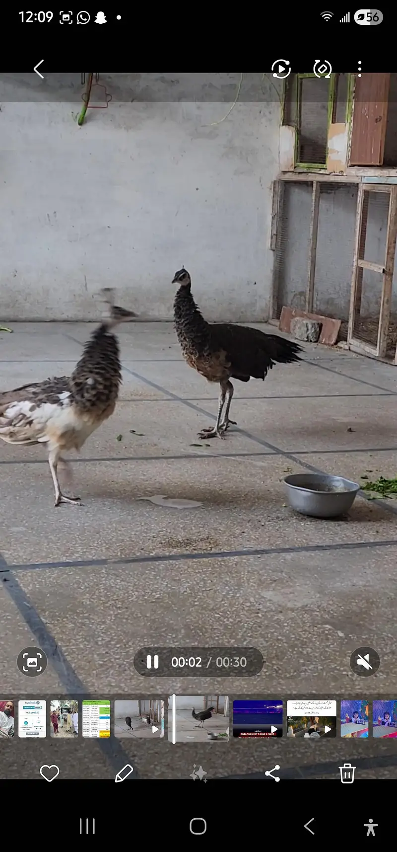 green emreled male with pied female — photo 4