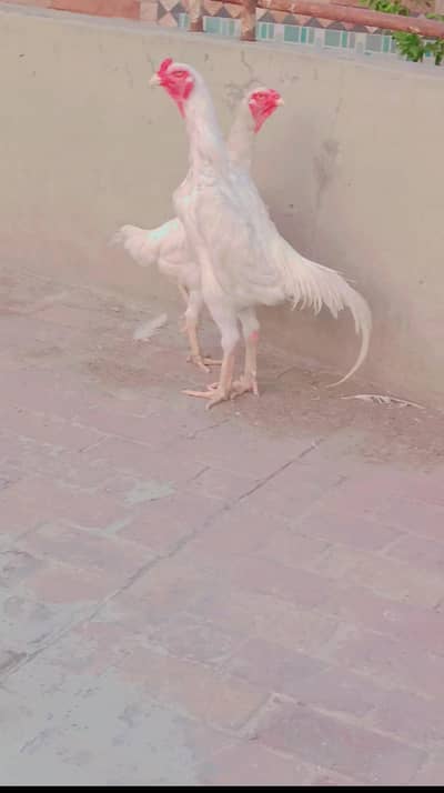 paper white shamoo pair for sale  quality pair