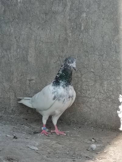 bazi wale kabotar