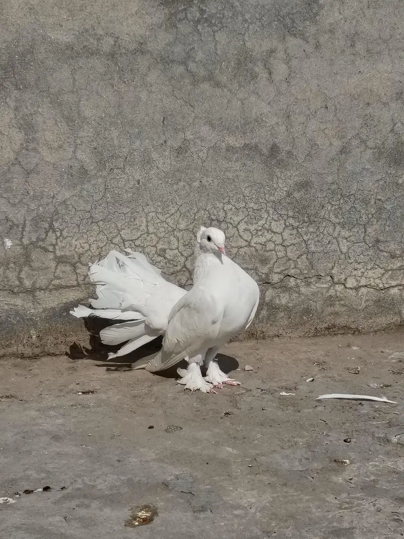 bazi wale kabotar — photo 2