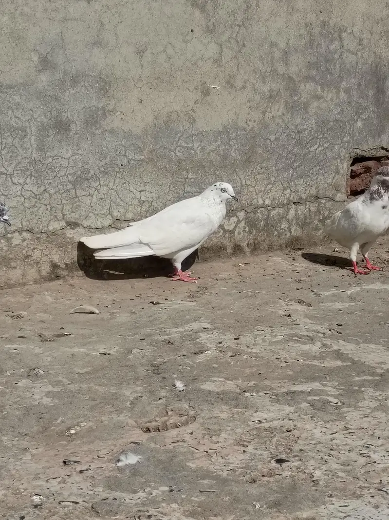 bazi wale kabotar — photo 3