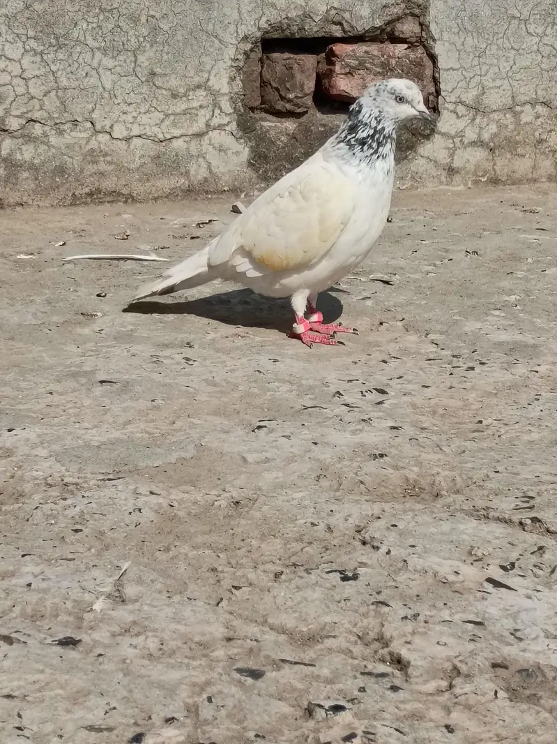 bazi wale kabotar — photo 4
