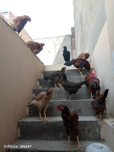 Desi and Aseel Murgha and Murghi for sale home breaded