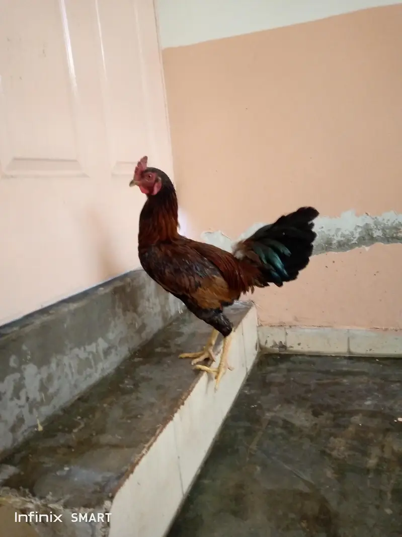 Desi and Aseel Murgha and Murghi for sale home breaded — photo 2