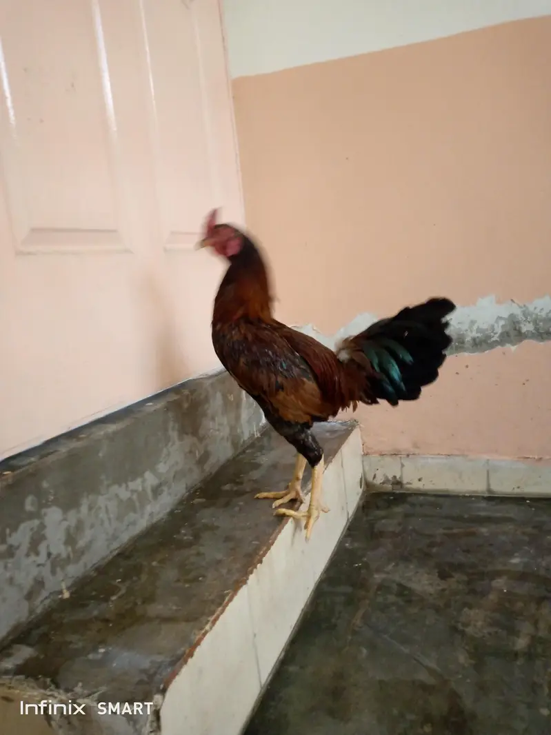 Desi and Aseel Murgha and Murghi for sale home breaded — photo 3