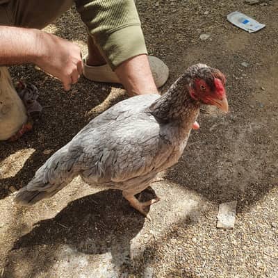 Top Quality Saleti female