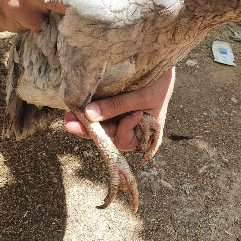 Top Quality Saleti female — photo 3