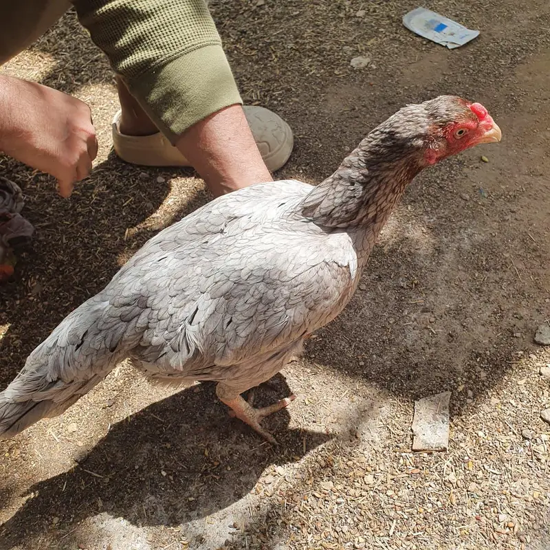 Top Quality Saleti female — photo 4