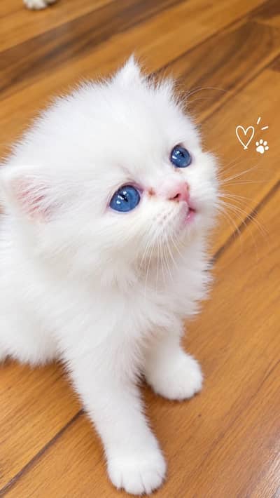Kittens | Persian Kittens | Triple Coated Kittens |Kittens For Sale