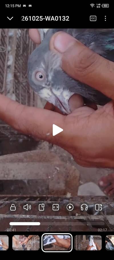 achi nasal he kabutar available hen breedar pair . 03162659925 whatsap