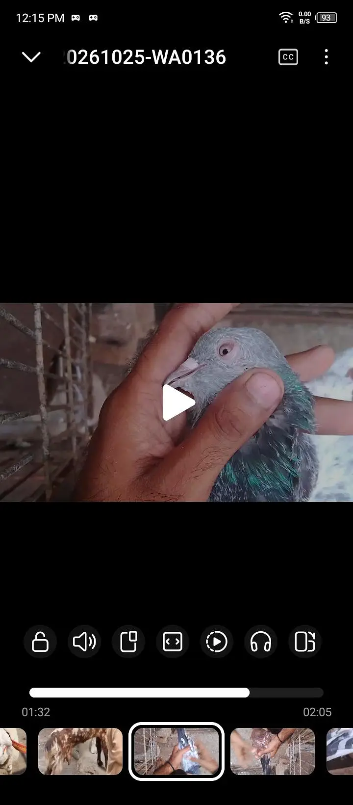 achi nasal he kabutar available hen breedar pair . 03162659925 whatsap — photo 2