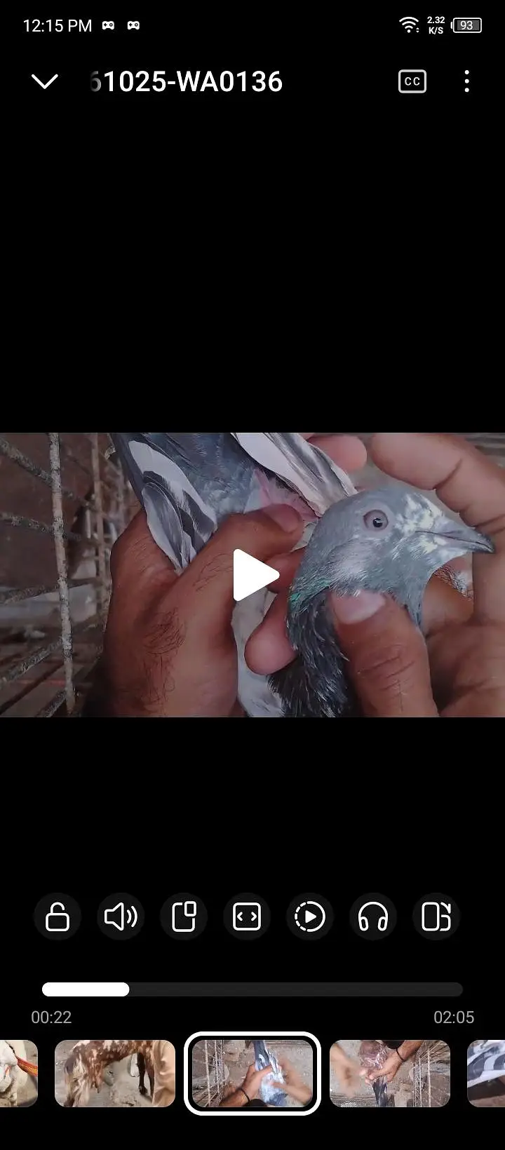 achi nasal he kabutar available hen breedar pair . 03162659925 whatsap — photo 5